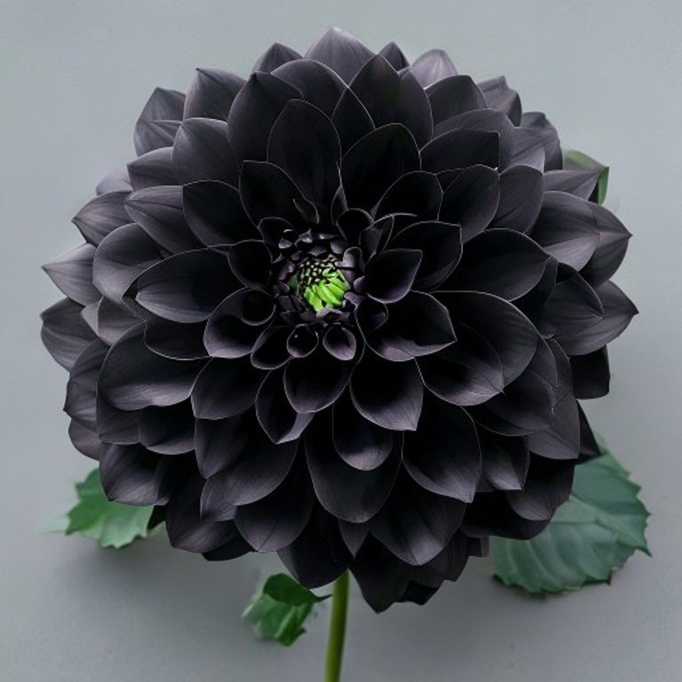 The Black Dahlia Case